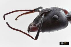 Camponotus cruentatus.  UCME - 35331